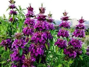 purple lemon mint flowers