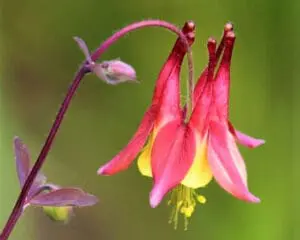 wild columbine flower