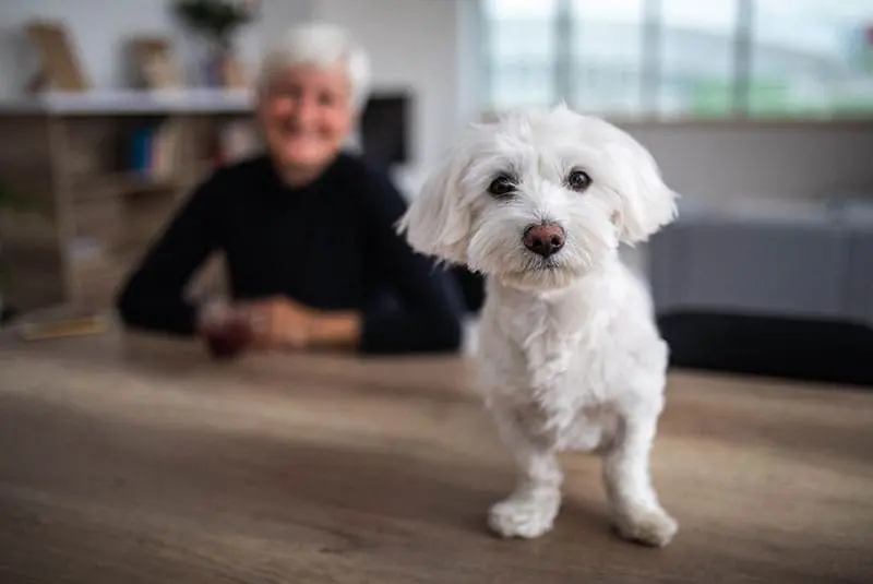 How to Prepare A Dog for Moving into Senior Living