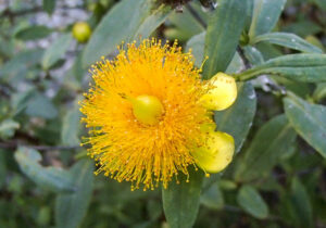 yellow sunburst flower