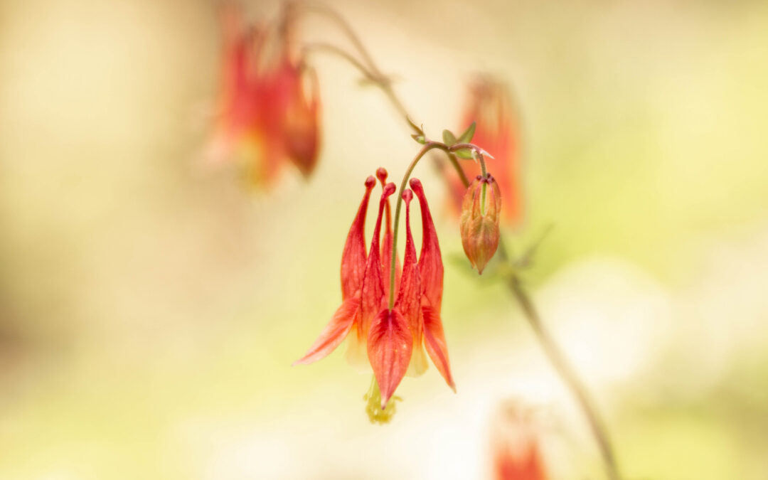 10 Native Tennessee Plants to Brighten Up Your Garden