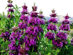 purple lemon mint flowers