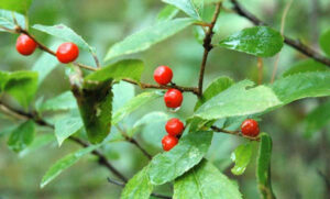 winterberry plant