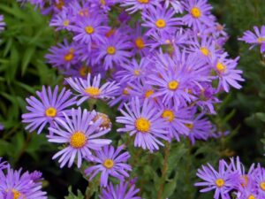 purple aster flowers with greenery