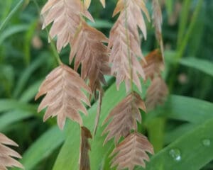 northern sea oat plant