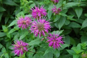 purple bee balm flowers