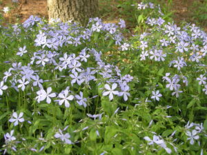 woodland phlox florals