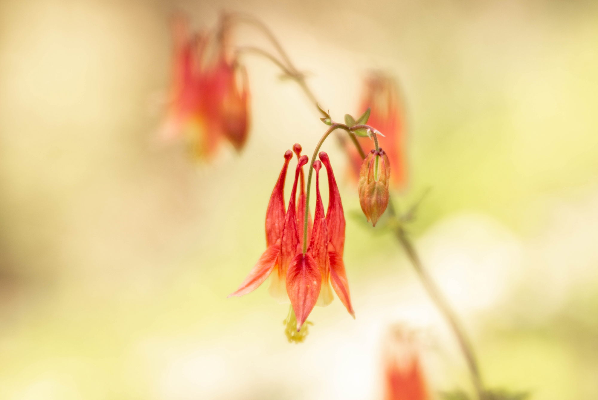 Flowers native to Tennessee