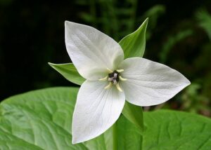 sweet white trillium flower