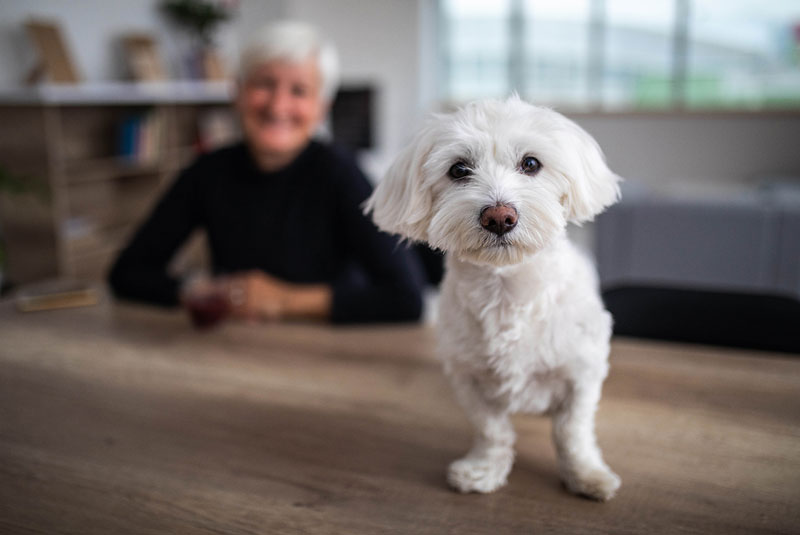 senior woman smiles at her small white dog in the foreground