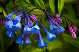 virginia bluebell flower
